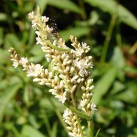 Persicaria barbata (L.) H.Hara
